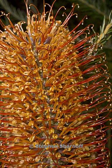 banksia spinulosa 3 grqphic